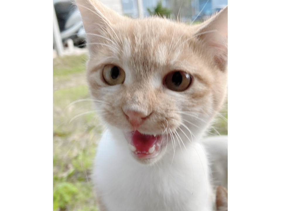 兄弟譲渡希望/千葉県/食いしん坊の甘えた