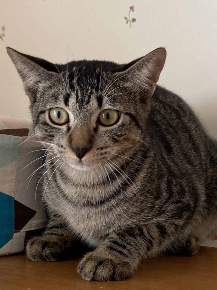 キジトラ子猫★4兄妹のお兄ちゃん