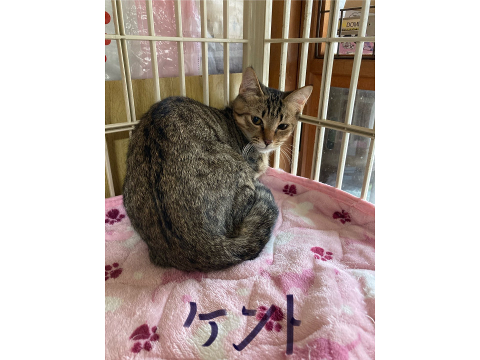 落ち着いてる性格のケントくん