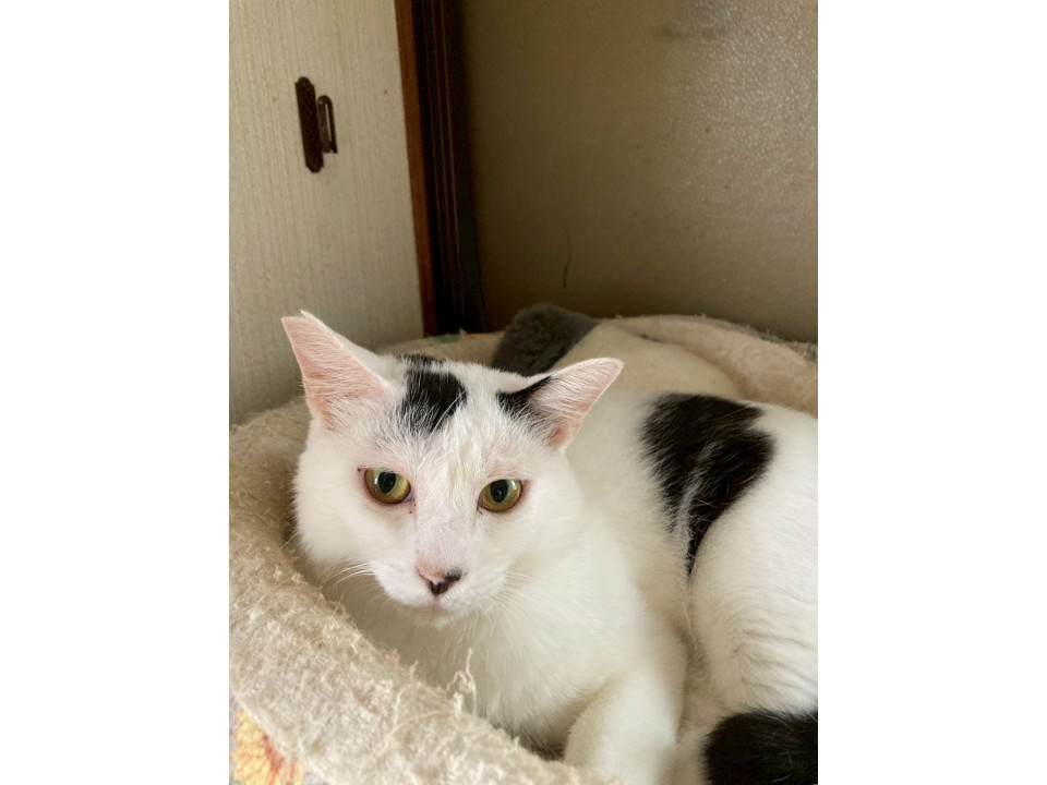 お喋り上手なライムくん