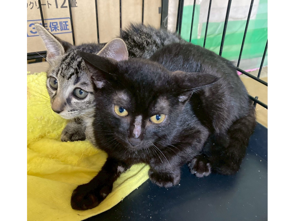 黒猫のふようちゃん