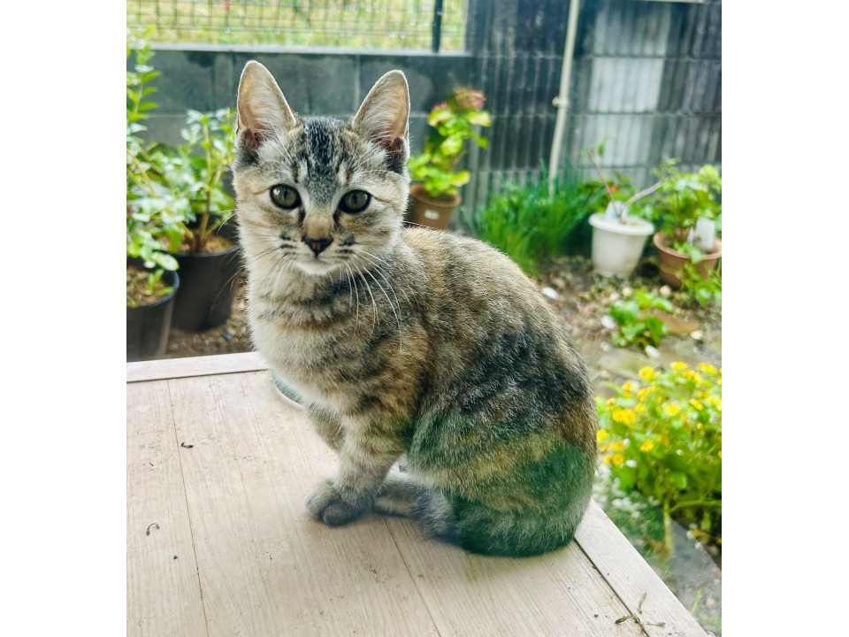 かわいい！キジトラパステル　メス2ヶ月