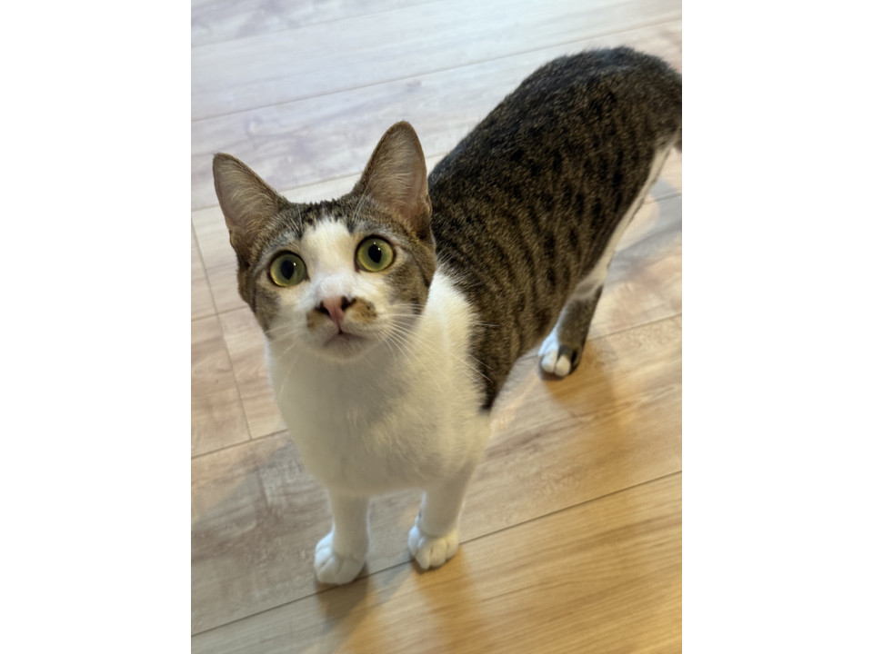 人もおもちゃも大好き男子