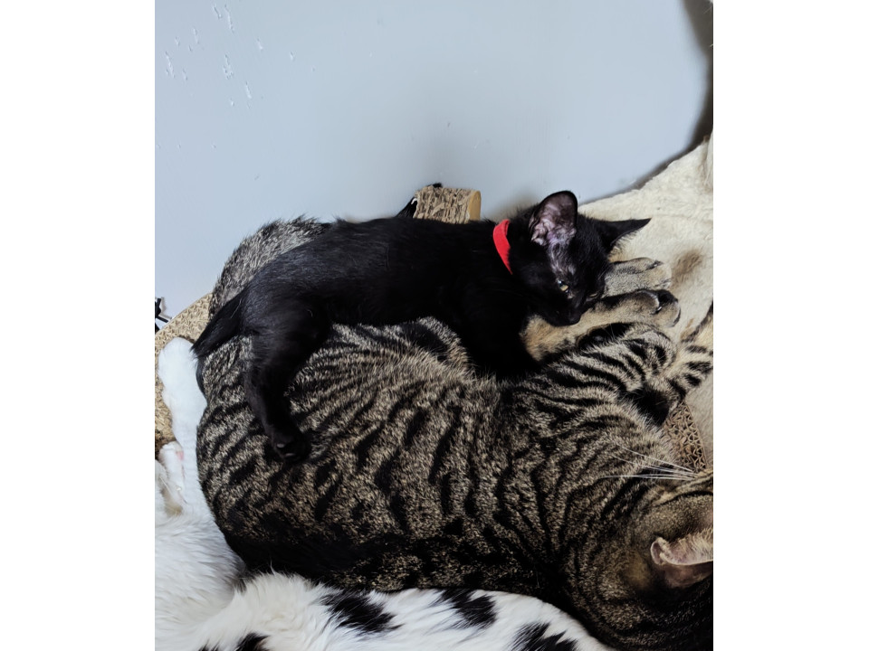 【黒猫8兄妹(赤)】超小柄です