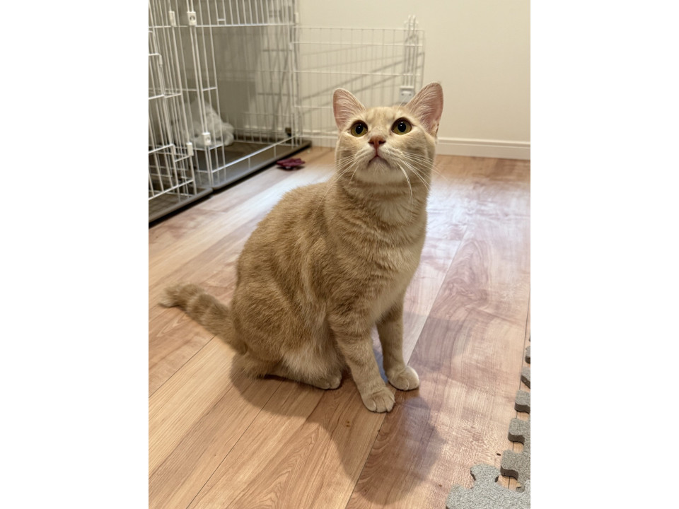 人大好き 猫と距離感バグり系男子