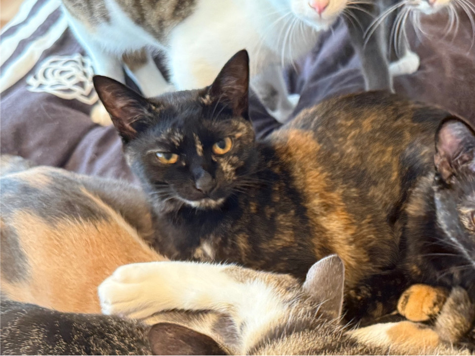 サビ柄の甘えん坊女子