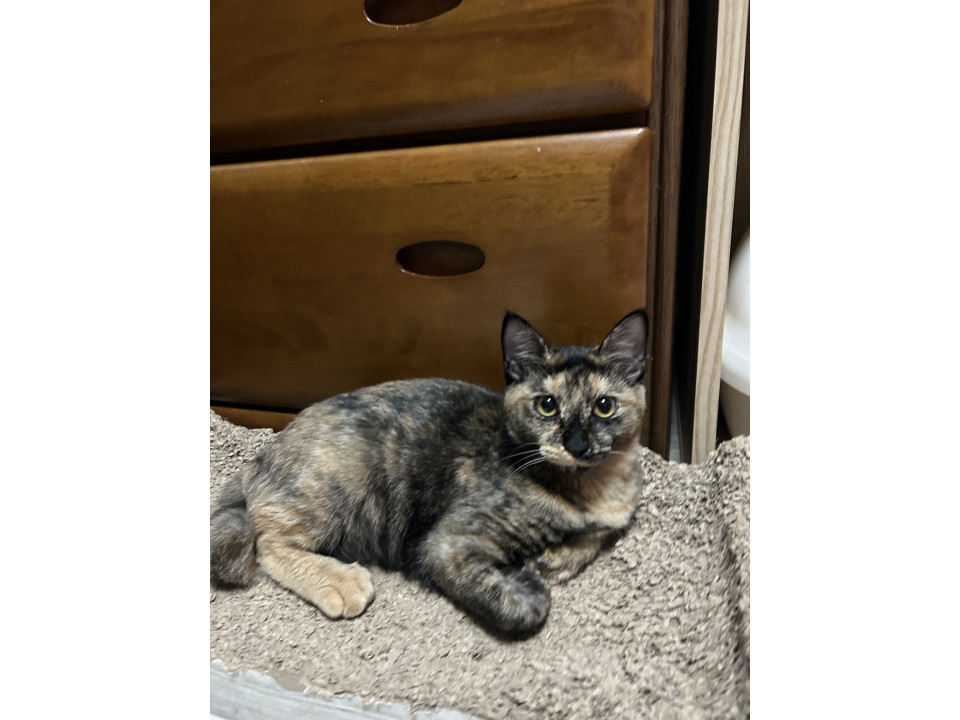 ふわふわ 食いしん坊 お転婆娘