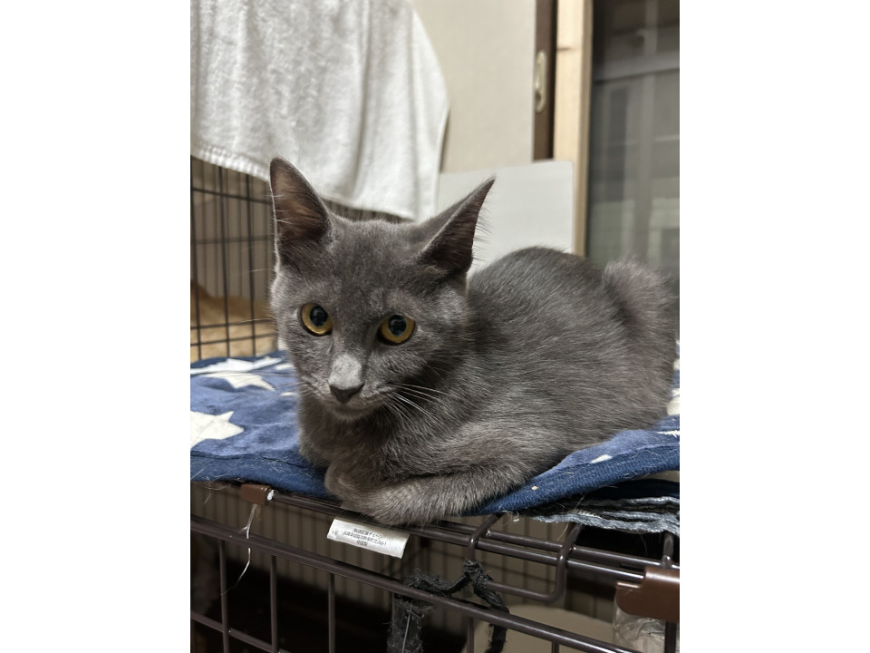 ほげぇ〜とした顔付きの通りの癒し系