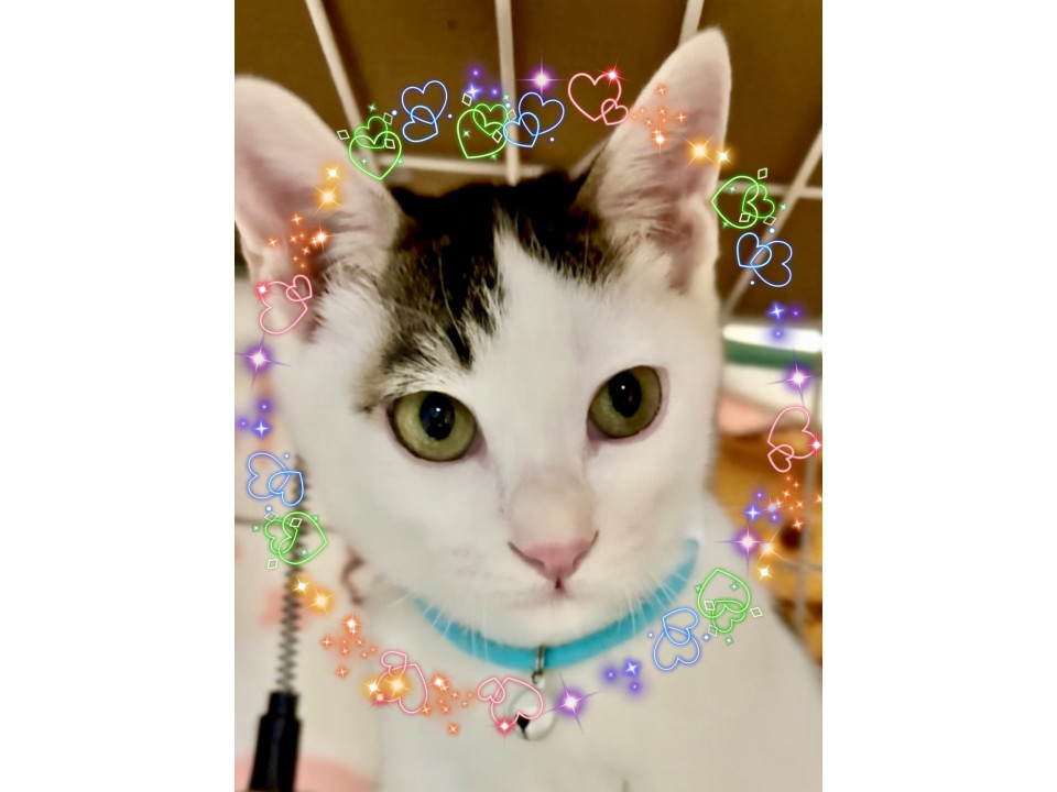 男前なキジシロ❤️太陽くん