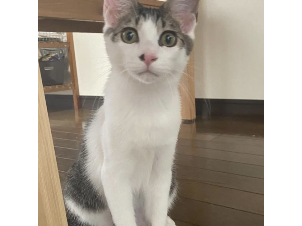 おっとり可愛い生後5ヶ月の男の子