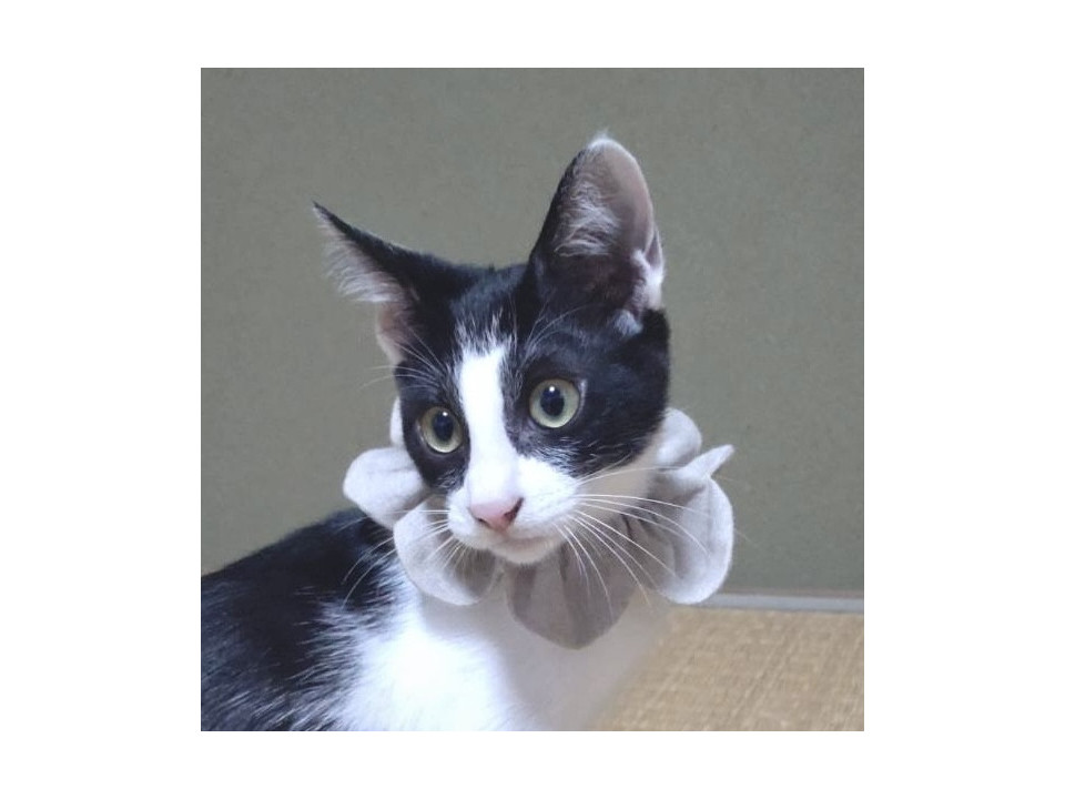 人馴れ抜群生後6ヶ月の女の子