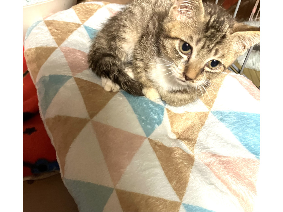 スリスリゴロゴロたゆちゃん