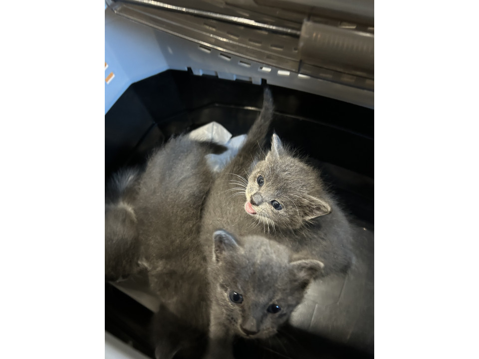 可愛いグレーの4兄弟