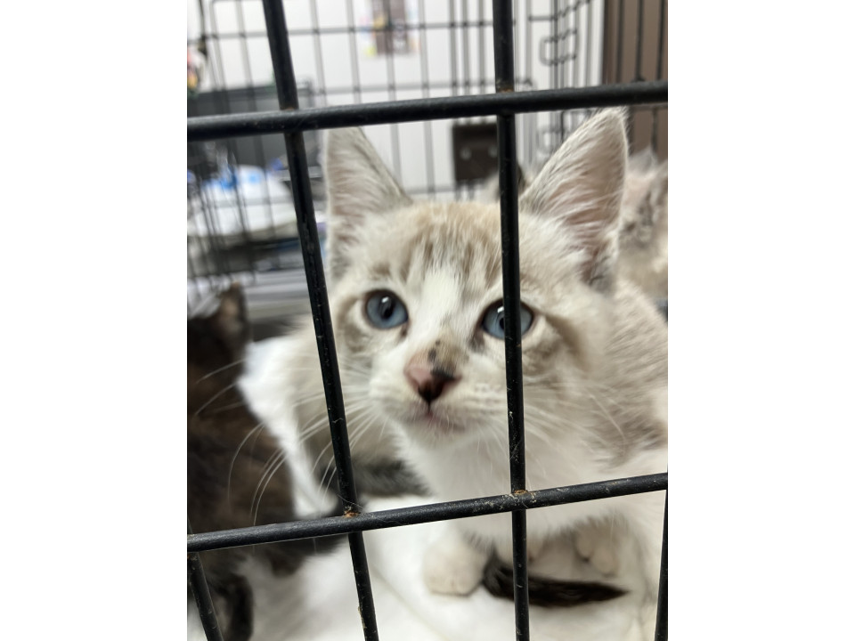 人懐っこい男の子11/1譲渡会