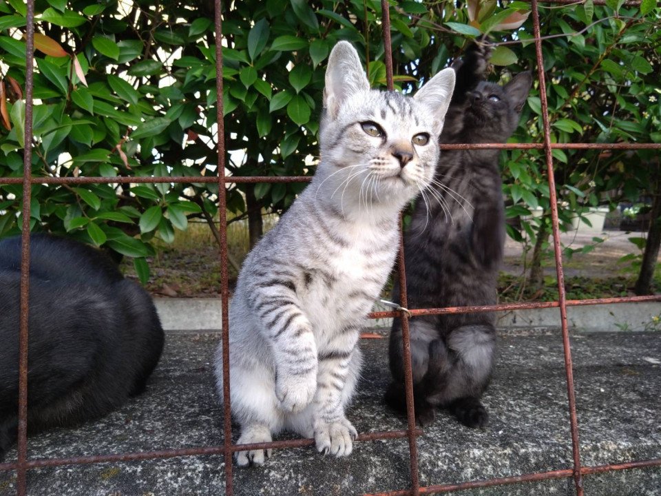 人懐っこいサバトラくん