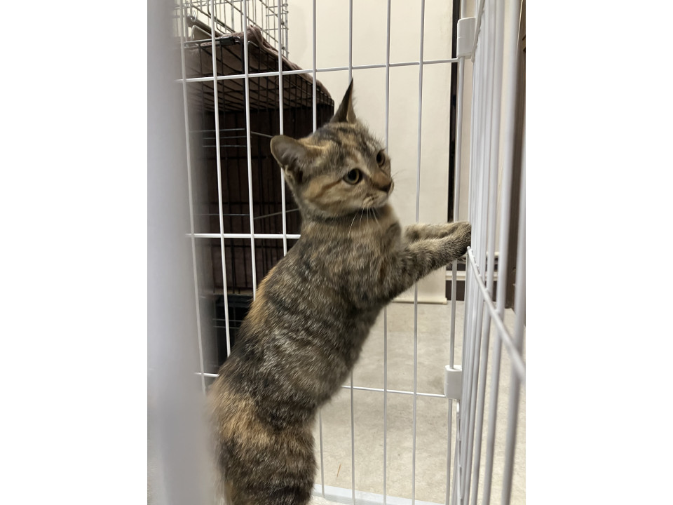 スーレグちゃん