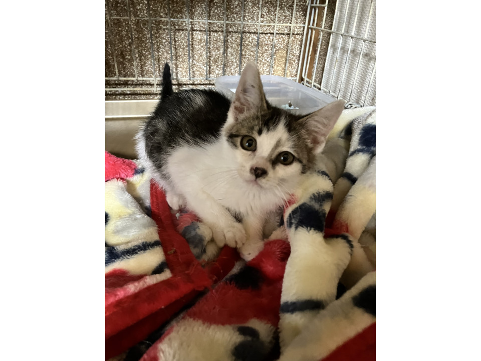 オリー 11/1譲渡会