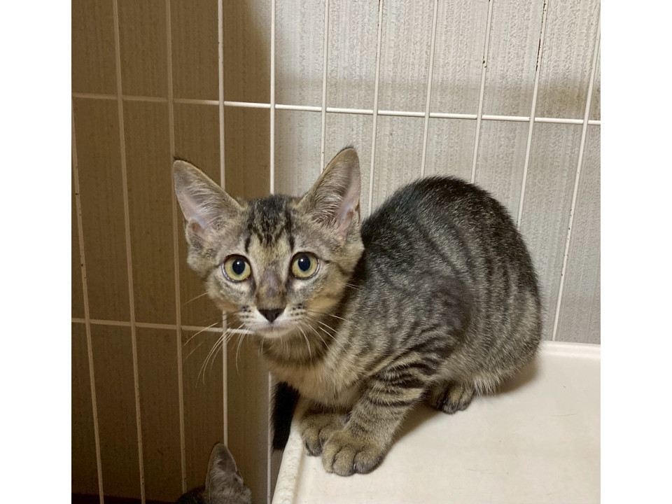 少し怖がりなあきちゃん