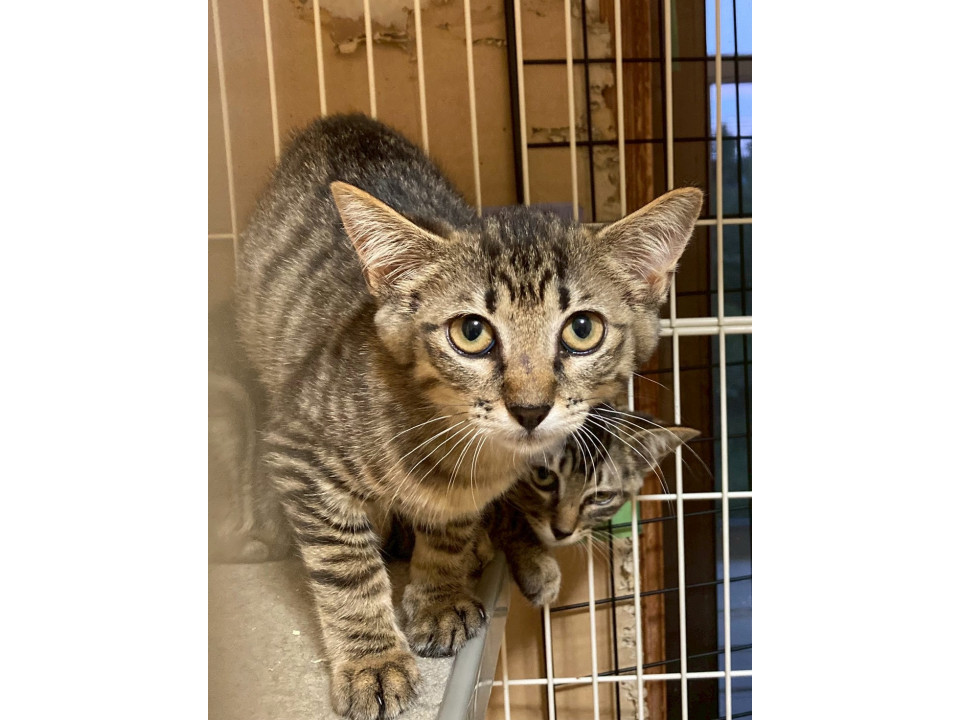 姉妹仲良しのはるちゃん