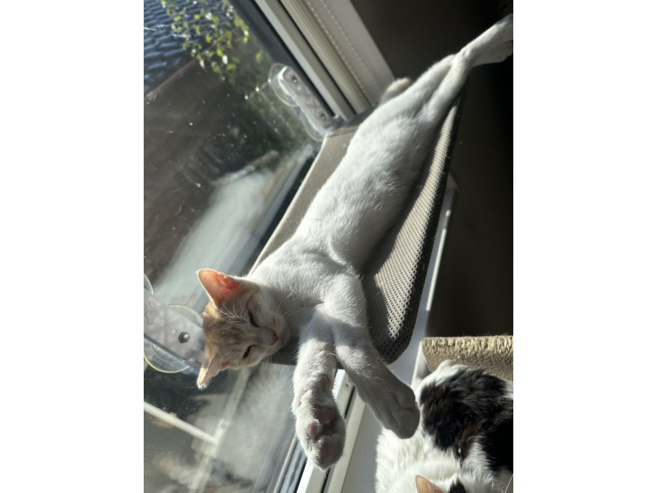 猫]石川県鳳珠郡穴水町の里親募集 わんぱくな茶白の子