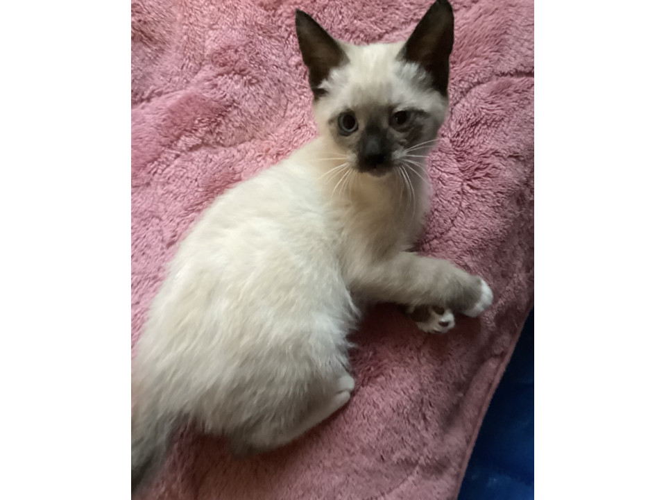 甘えっ子で優しいシャムミックス