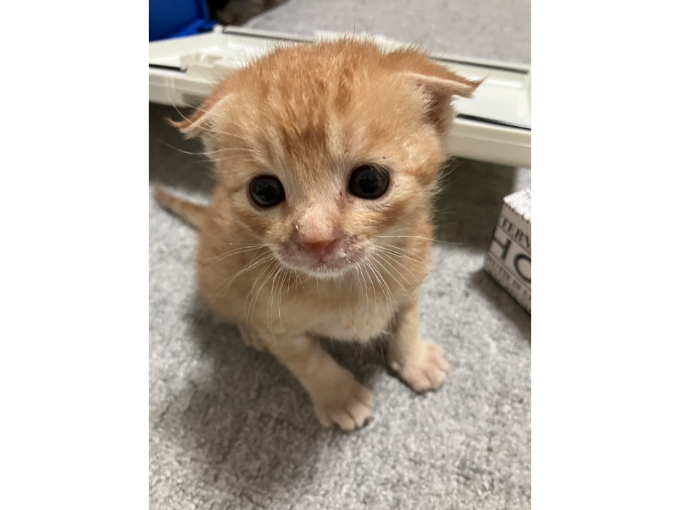 甘えん坊くんの茶とらくん