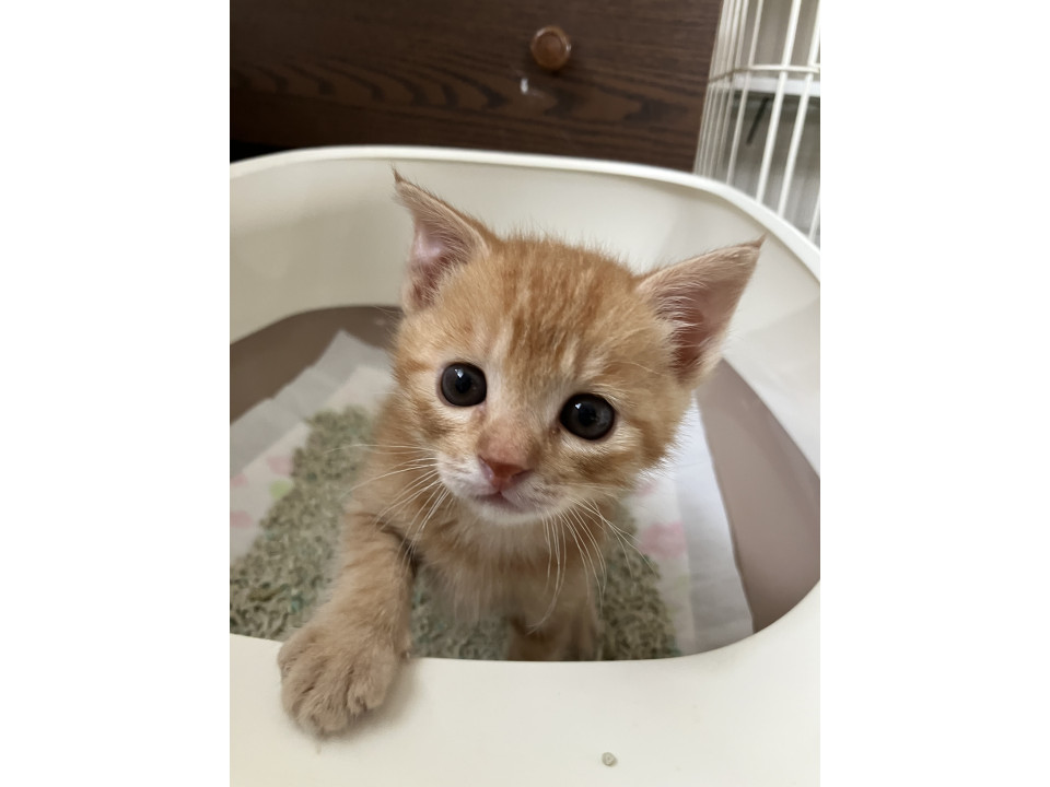 甘えん坊くんの茶とらくん