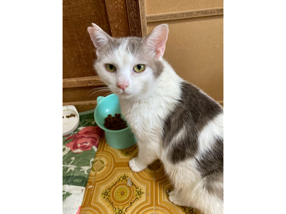 グレー✖︎白  ライトくん