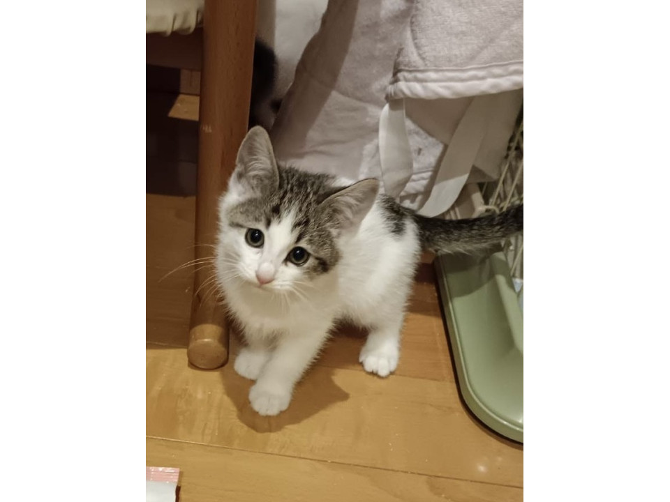 子猫ちゃんの里親募集