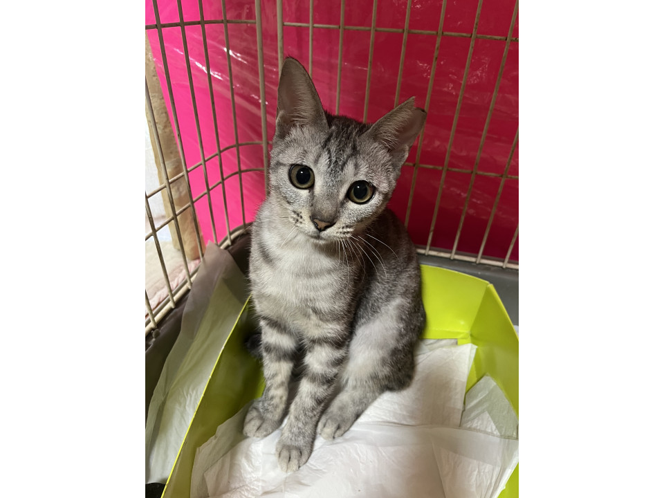 優しいグレー縞模様の女の子