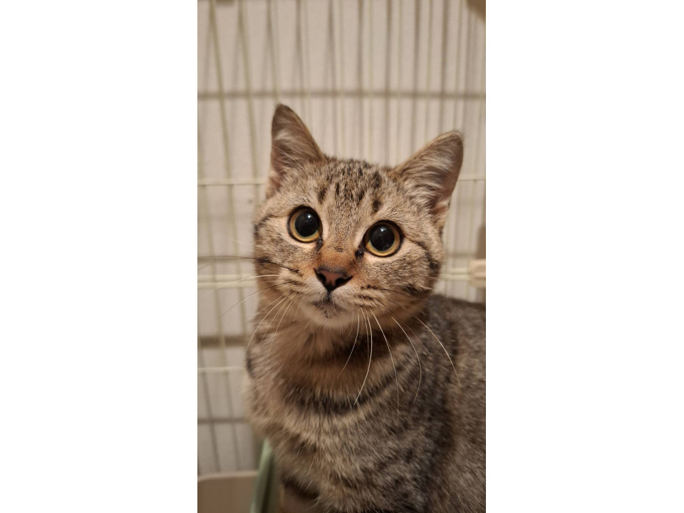 元気でカワイイ甘えん坊さんです。