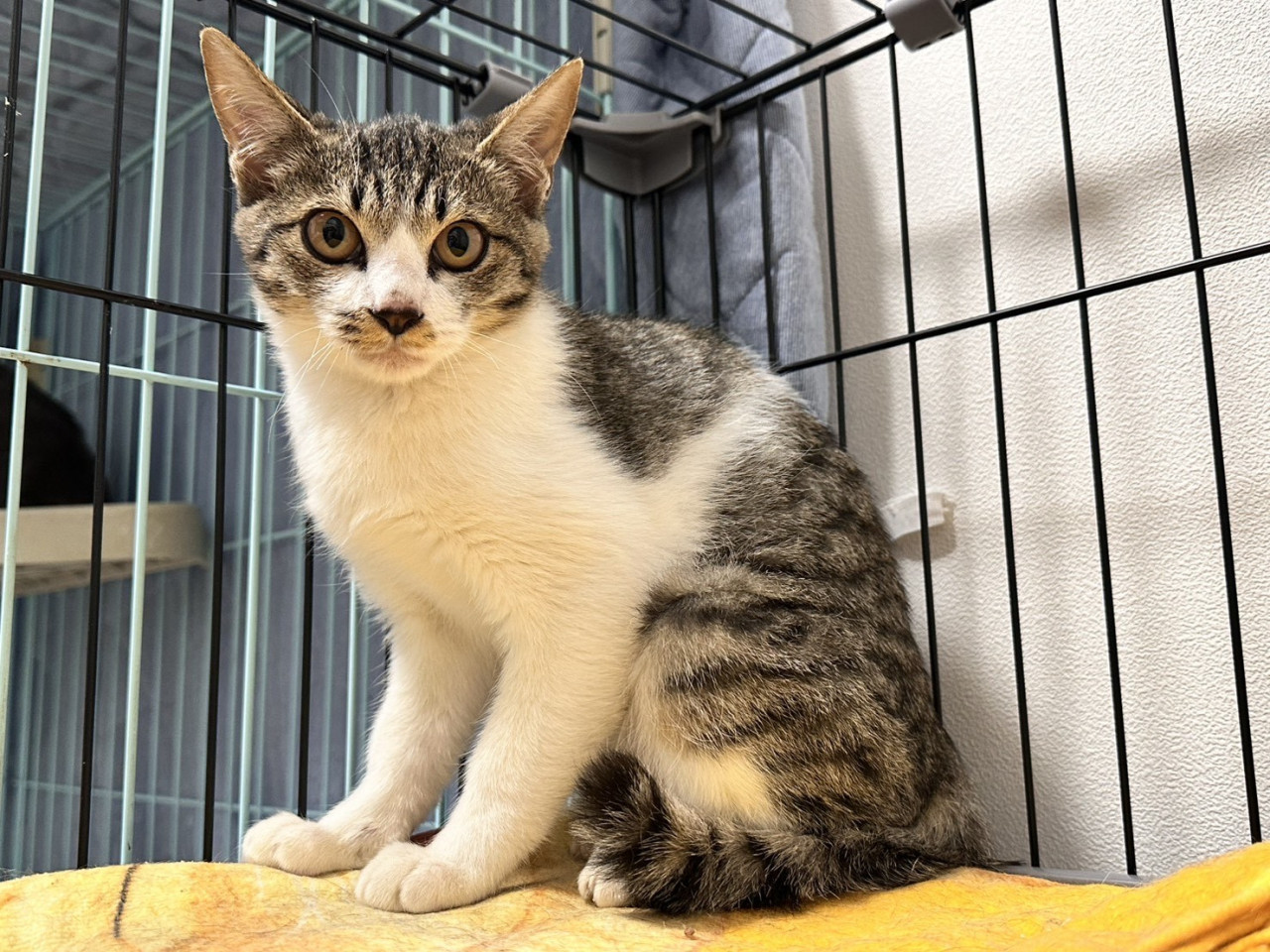 がんばってる　かんなちゃん