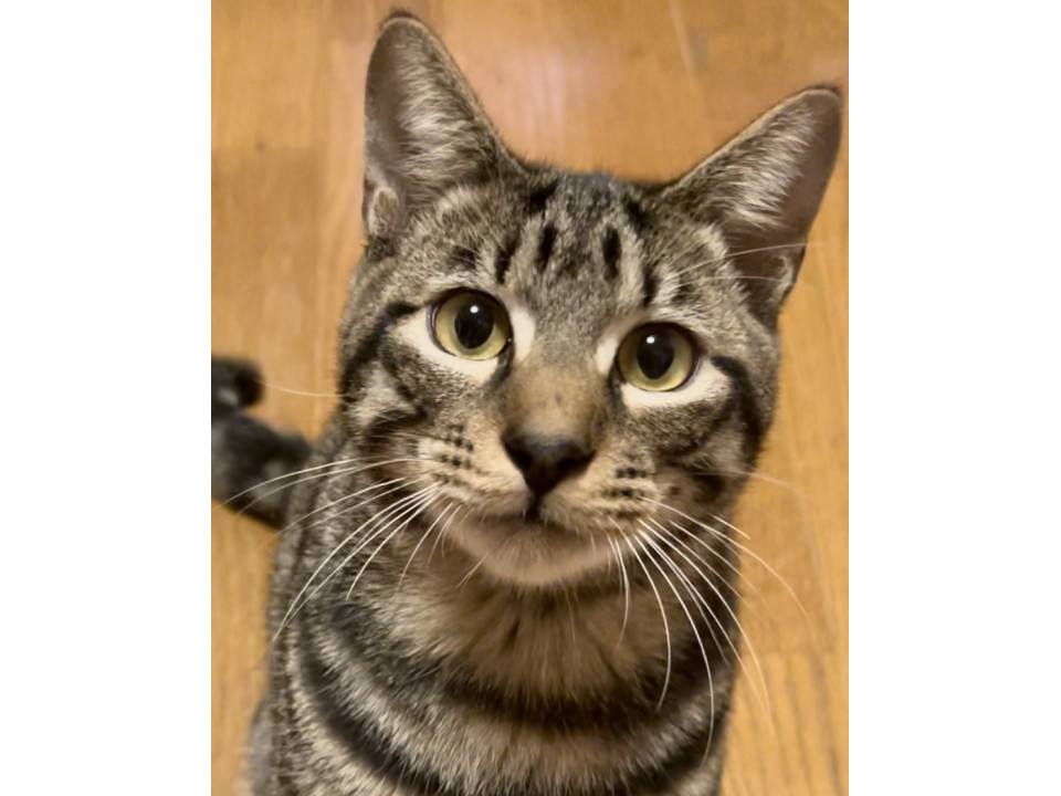 11/9譲渡会参加 キジ 男の子 コビー