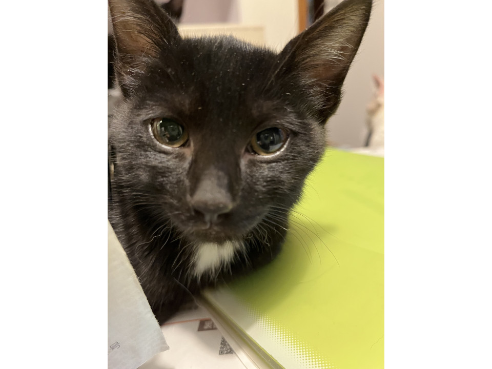 迎えにきてね⭐️黒猫クロミ♀