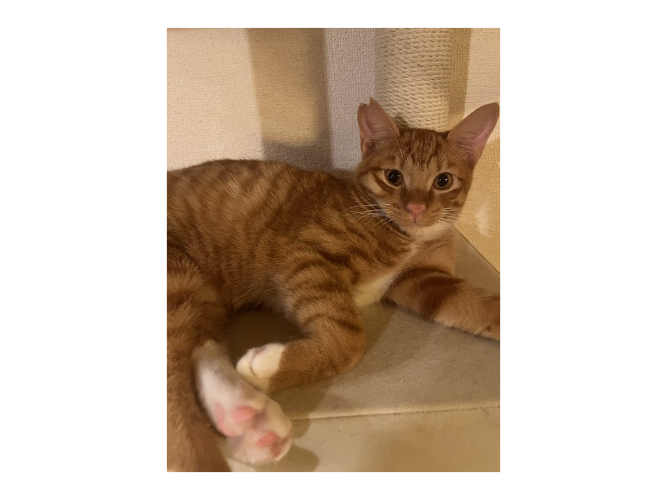 11/9譲渡会参加 茶白の栗之丞