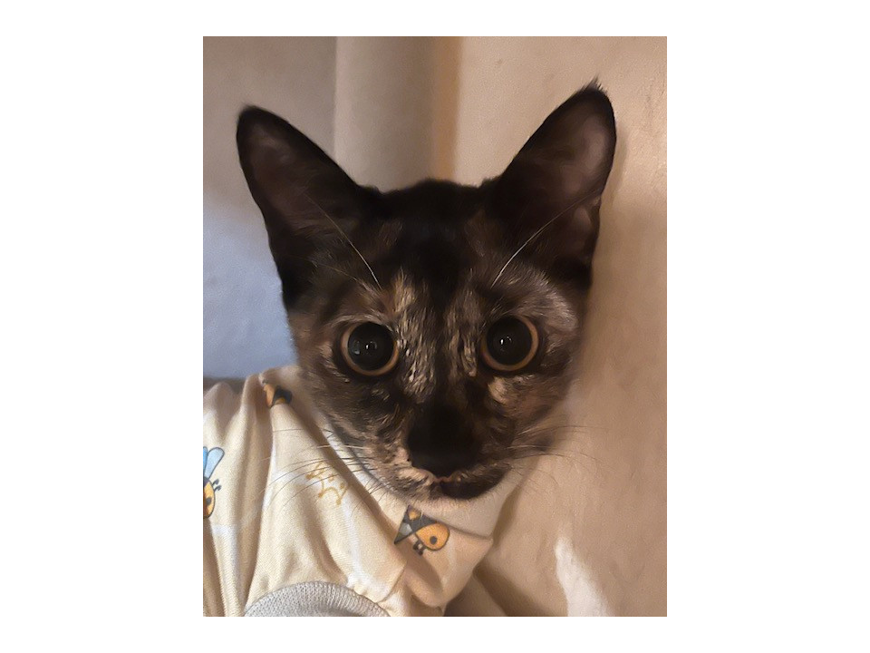 サビの女の子　もみじ