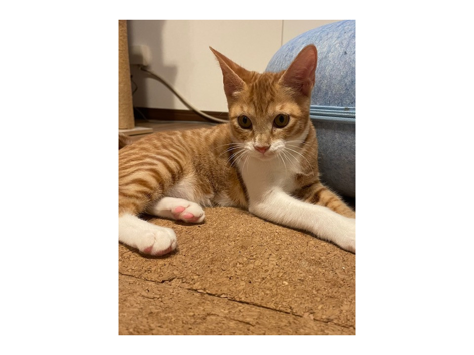 11/9譲渡会 茶白の女の子 ユウ