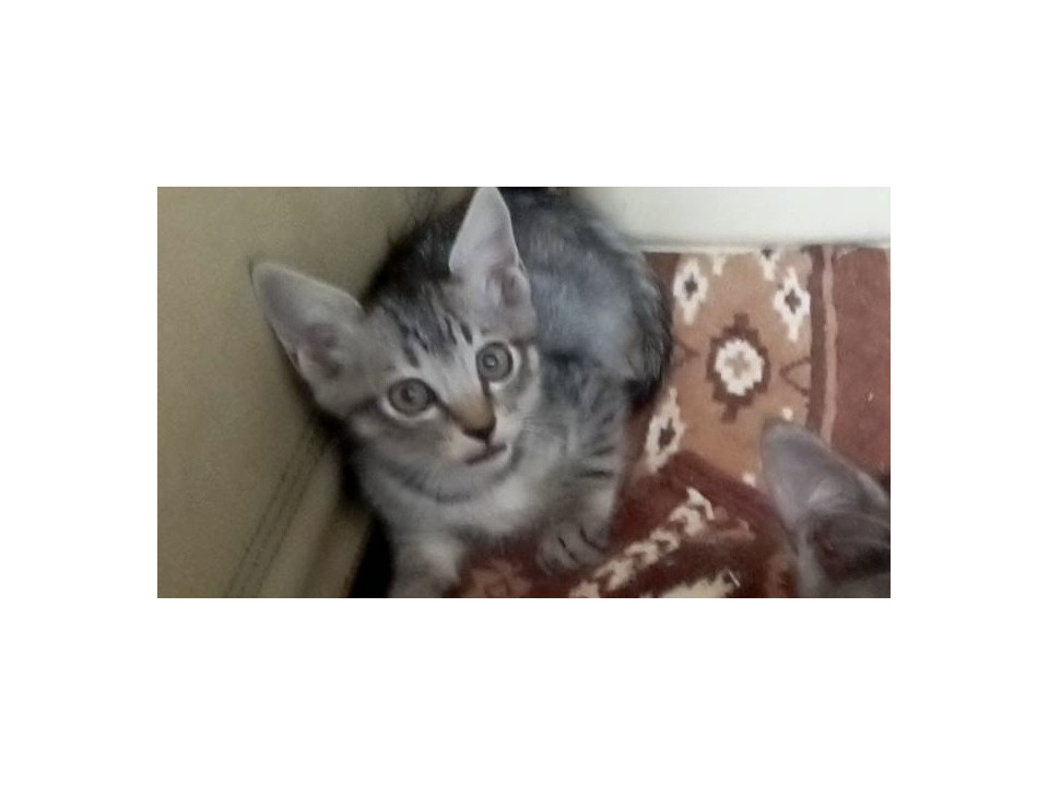 子猫ちゃんの里親募集