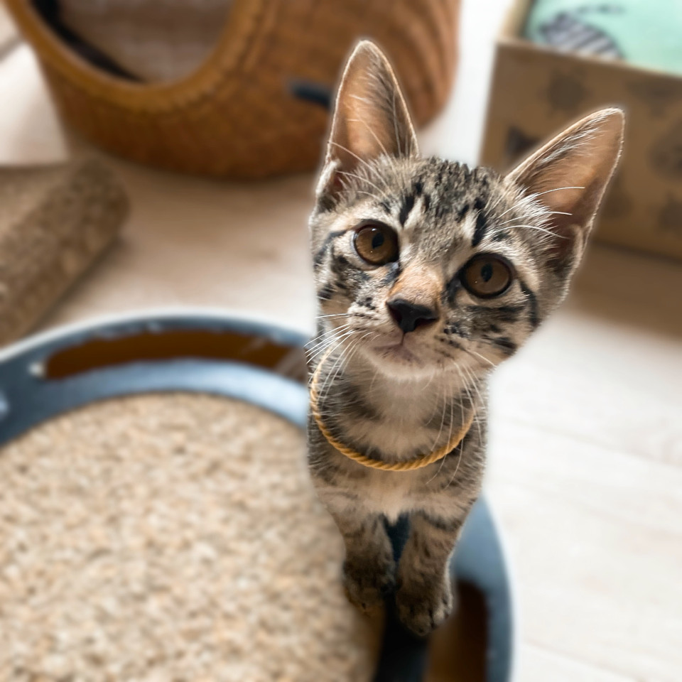 ヤンチャな『みかんちゃん』