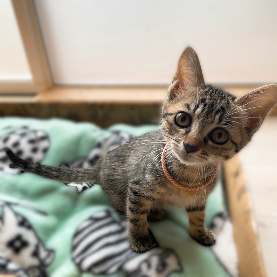 ちょっとのんきな『ももちゃん』