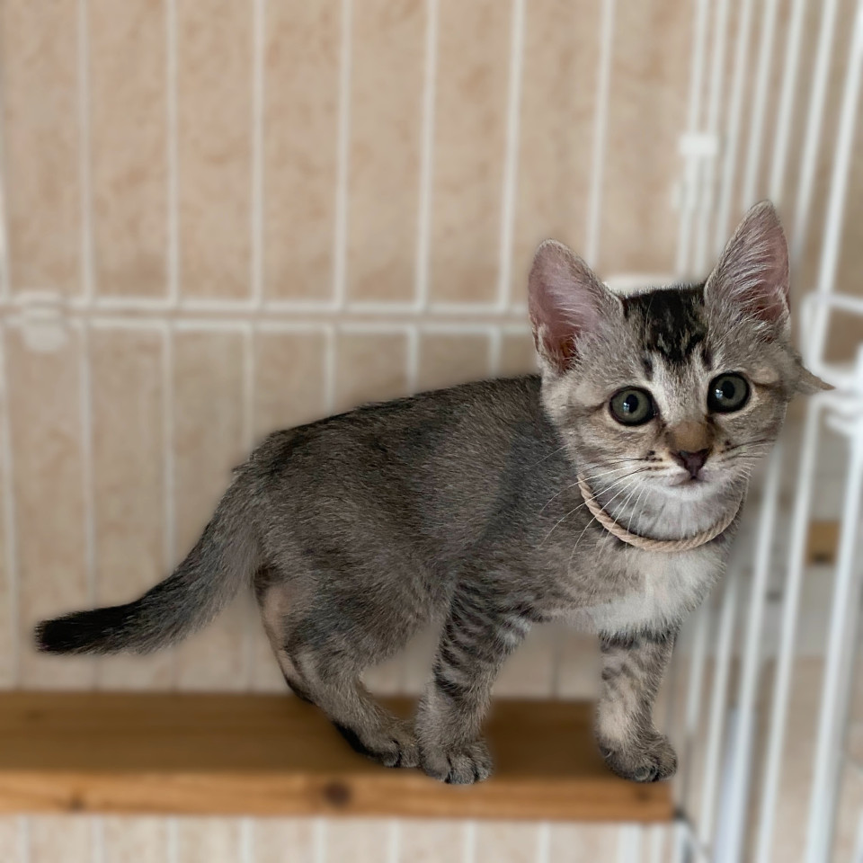 おっとり系?な『くるみちゃん』