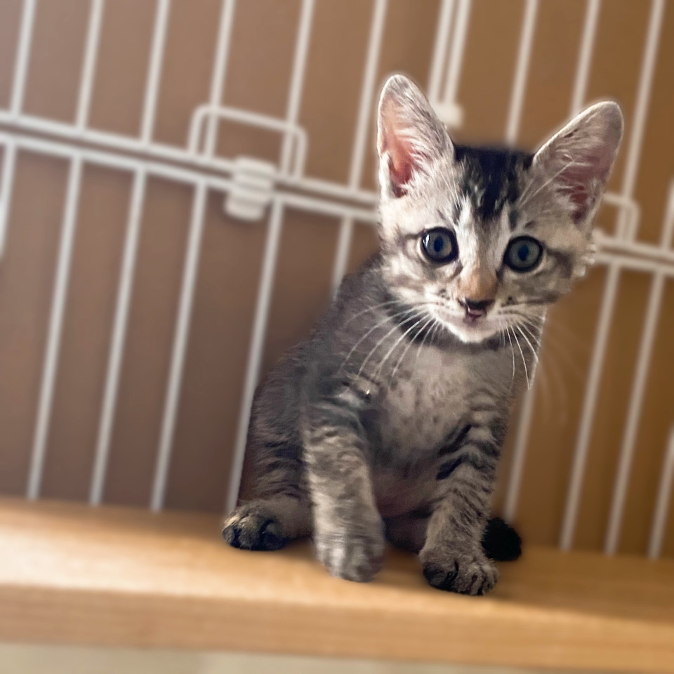 元氣いっぱいな『銀太くん』