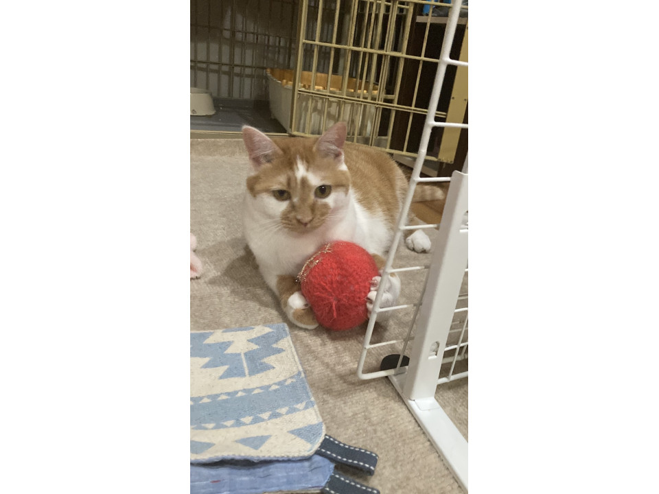 めんめんちゃま