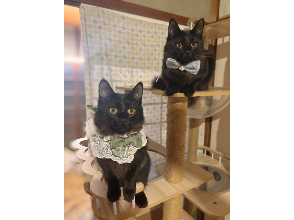 長毛2匹姉妹ふわふわ甘えん坊のあんな