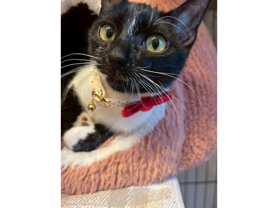 白黒の模様がオシャレ甘えん坊のひめ♡