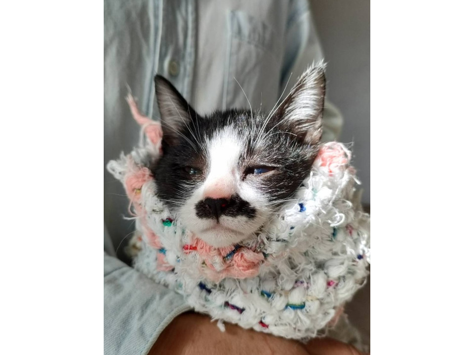 人間大好き！ハチワレちょびヒゲ女子