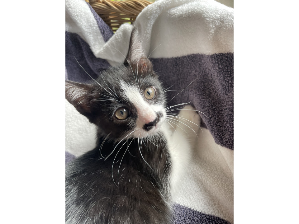 顔模様がかわいい白黒ちゃん