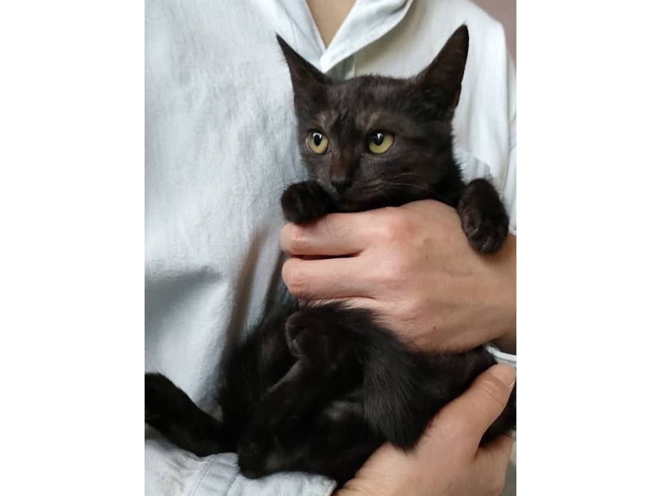 甘えん坊な美猫ちゃん