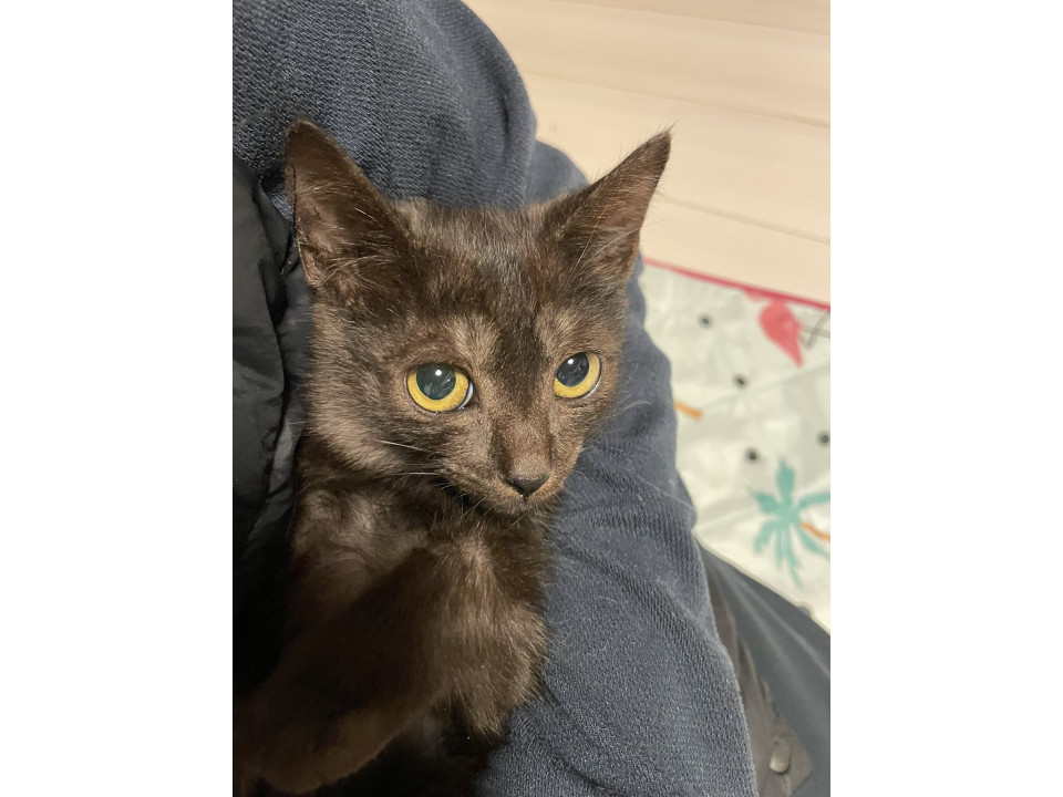 顔も色も美しい美猫ちゃん