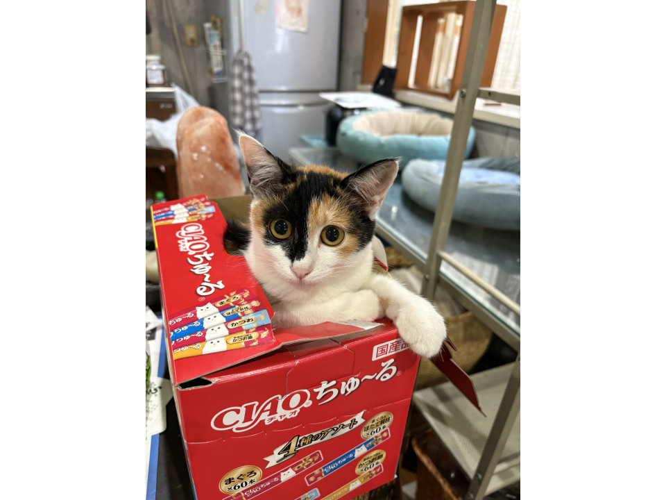 甘えん坊のみこちゃん